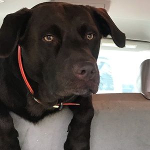 Meet your Posher, Genia